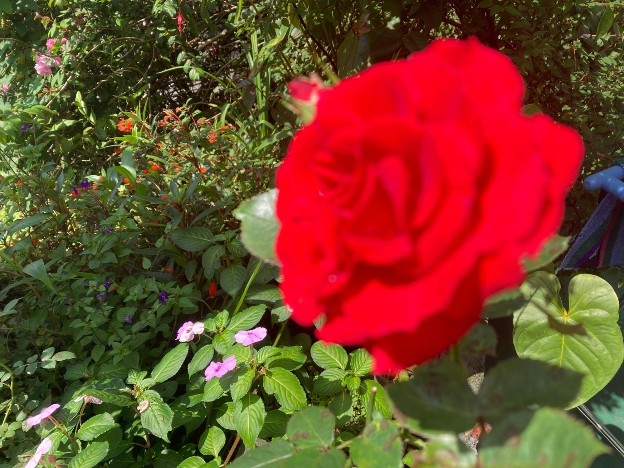 הפוטאלה Lakshan View Resort מראה חיצוני תמונה